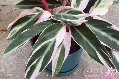 گیاهان آپارتمانی 